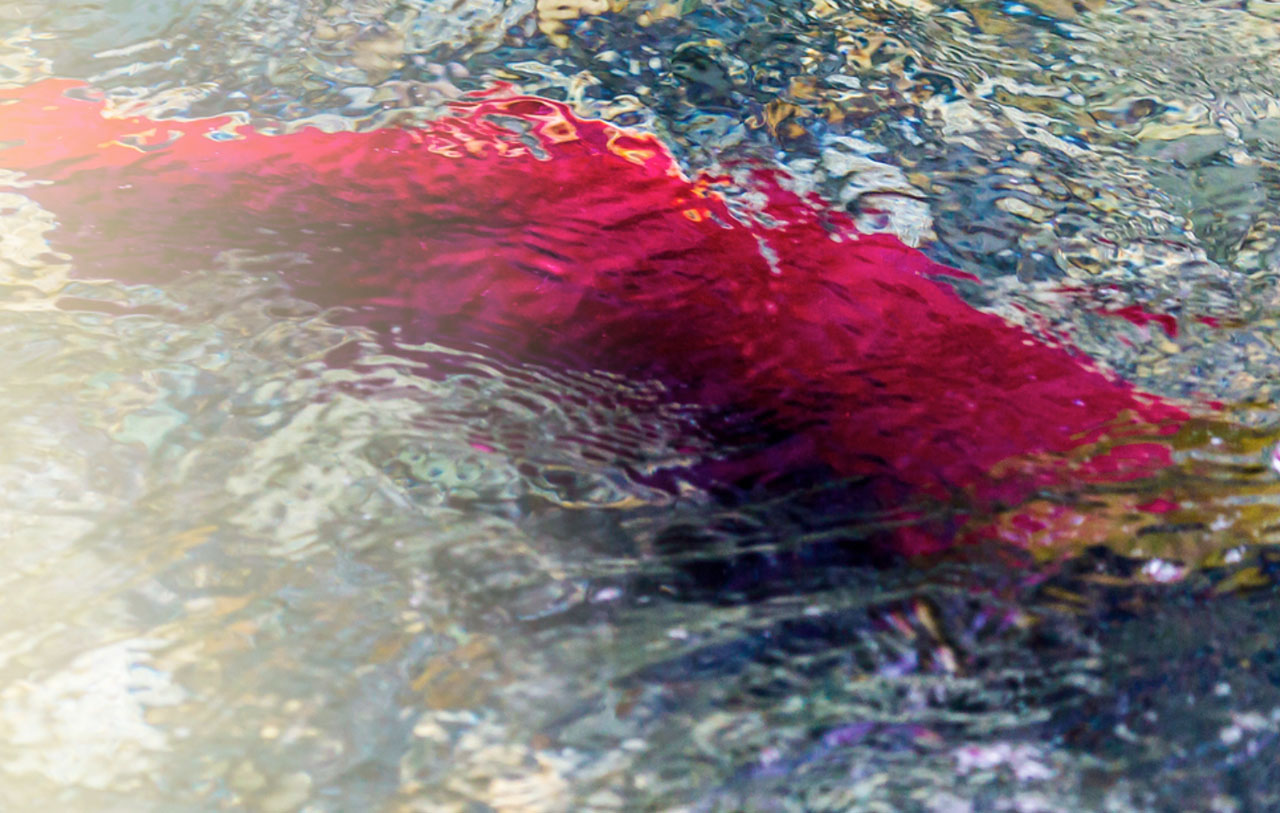 A vibrantly red salmon swimming in rippling water.